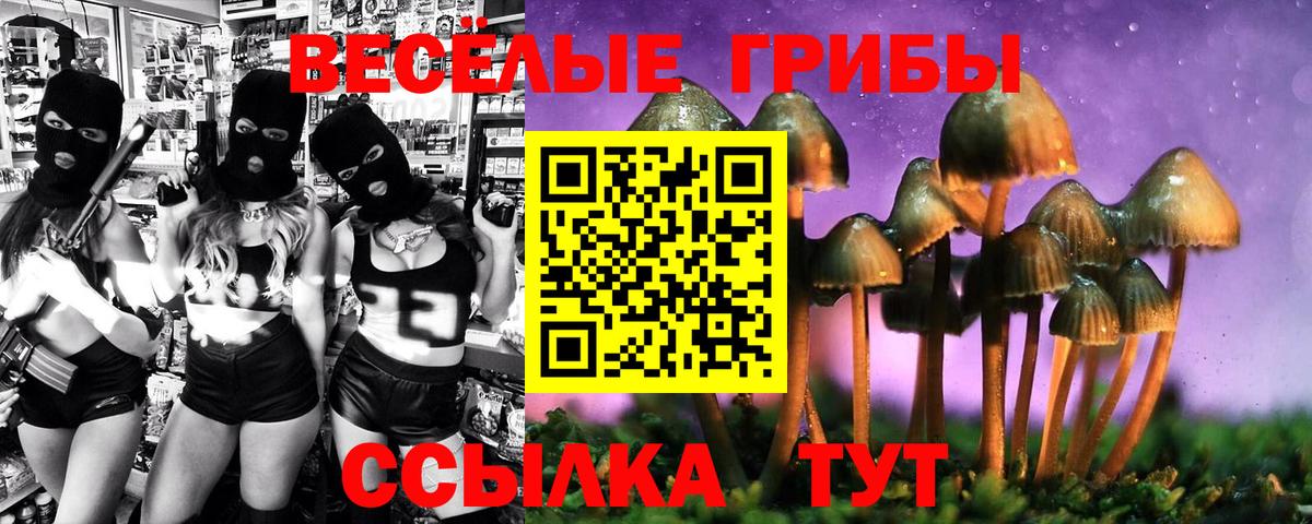Галлюциногенные грибы Psilocybe Братск